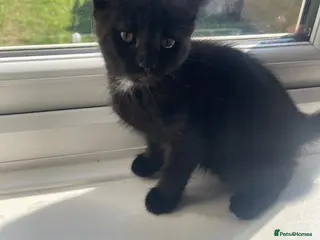 Mixed Breed cats ONE GIRL LEFT KITTENS - Advert 3