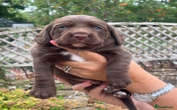 Cockerdor dogs for sale: Beautiful Cockerdor puppies for sale  - Image 4