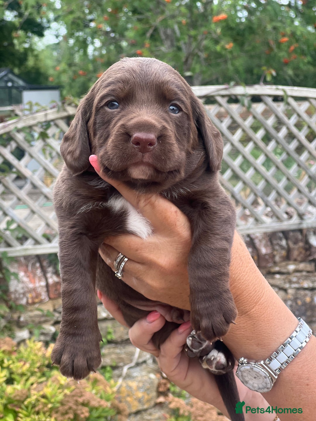 Cockerdor dogs for sale: Beautiful Cockerdor puppies for sale  - Image 4