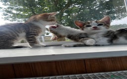 British Shorthair cats for sale: Kittens looking for loving homes - Image 3