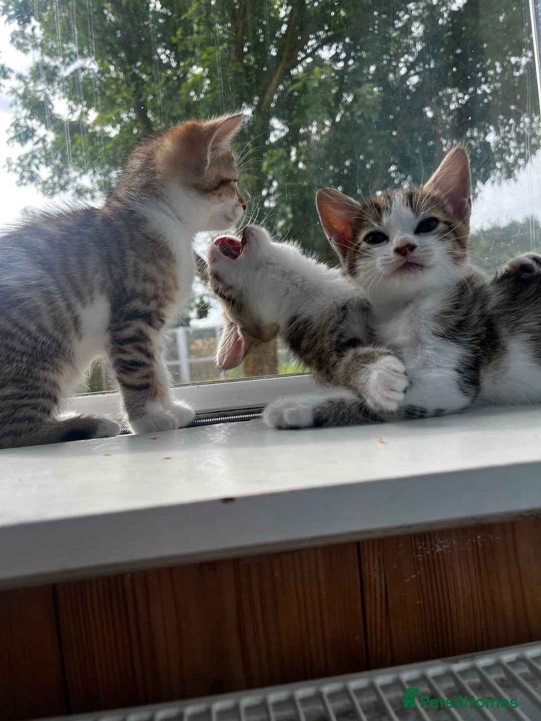 British Shorthair cats for sale: Kittens looking for loving homes - Image 3