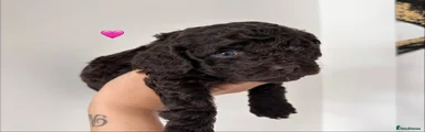 Cockapoo 1