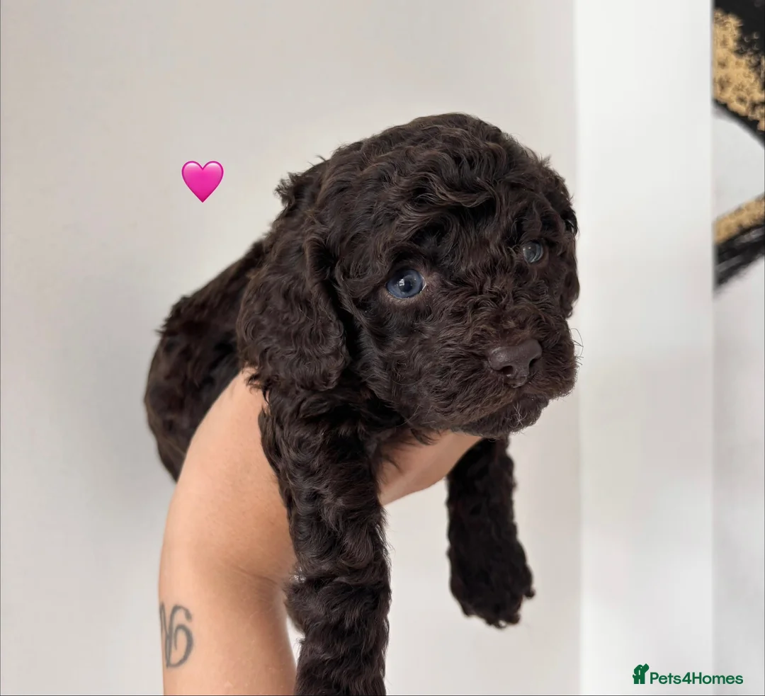 Cockapoo dogs for sale: 🐾2 Beautiful cockapoo Females🐾 - Advert 2