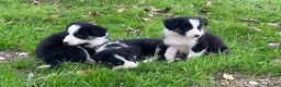 Border Collie dogs for sale: Farm bred border collie puppies - Advert 6