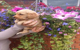 Golden Retriever dogs for sale: Heath tested parents kc reg 5 star licenced  - Image 1