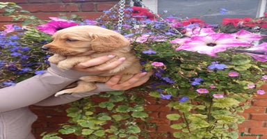 Golden Retriever dogs - Advert 13