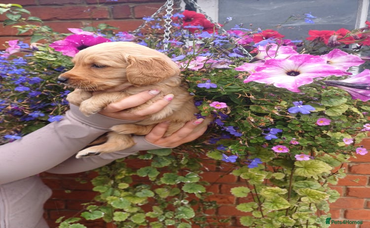 Golden Retriever dogs - Advert 3