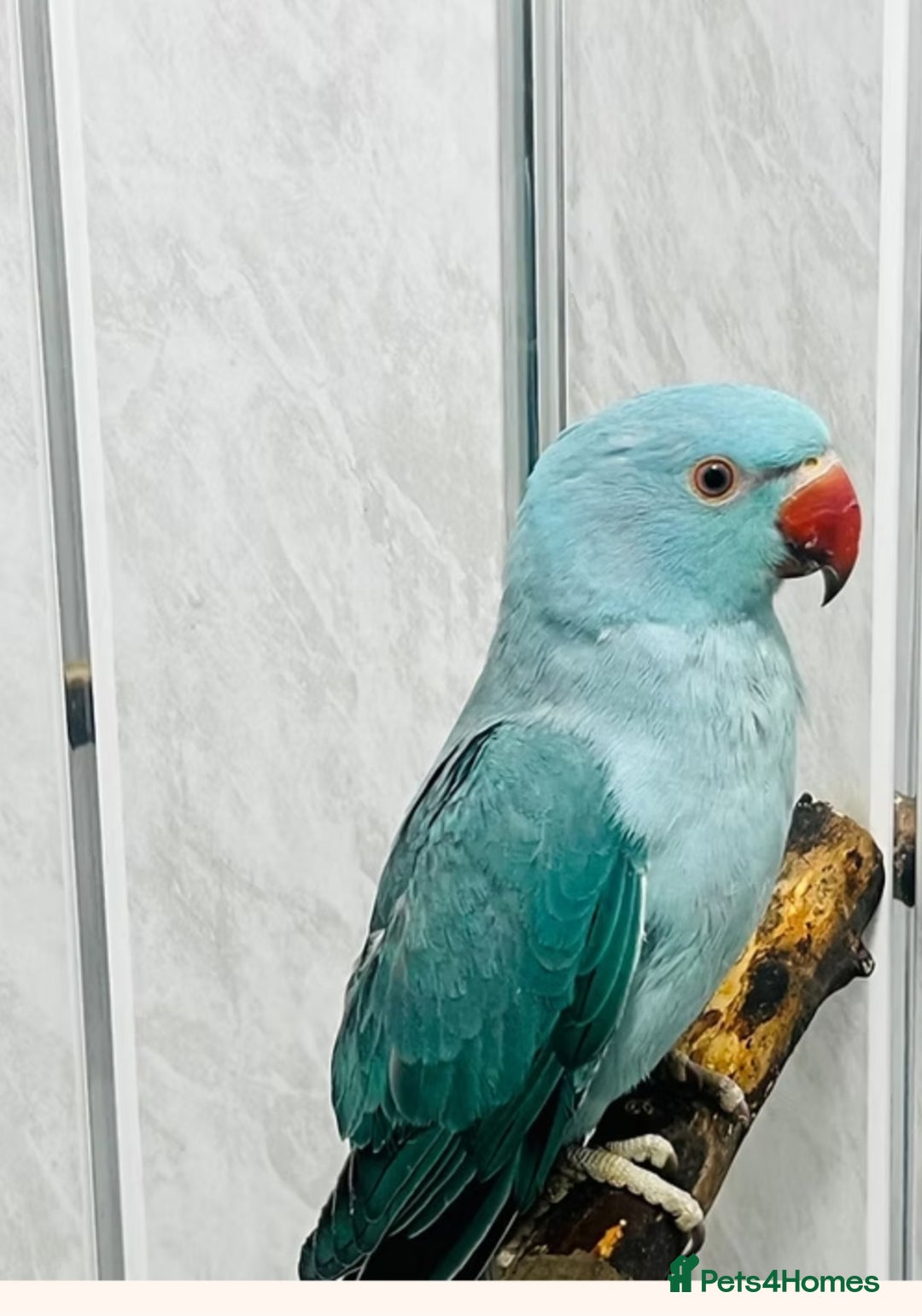 Cockatiels birds for sale: 3 month old blue ringneck - Advert 1