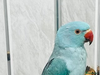 Cockatiels birds 3 month old blue ringneck - Advert 3