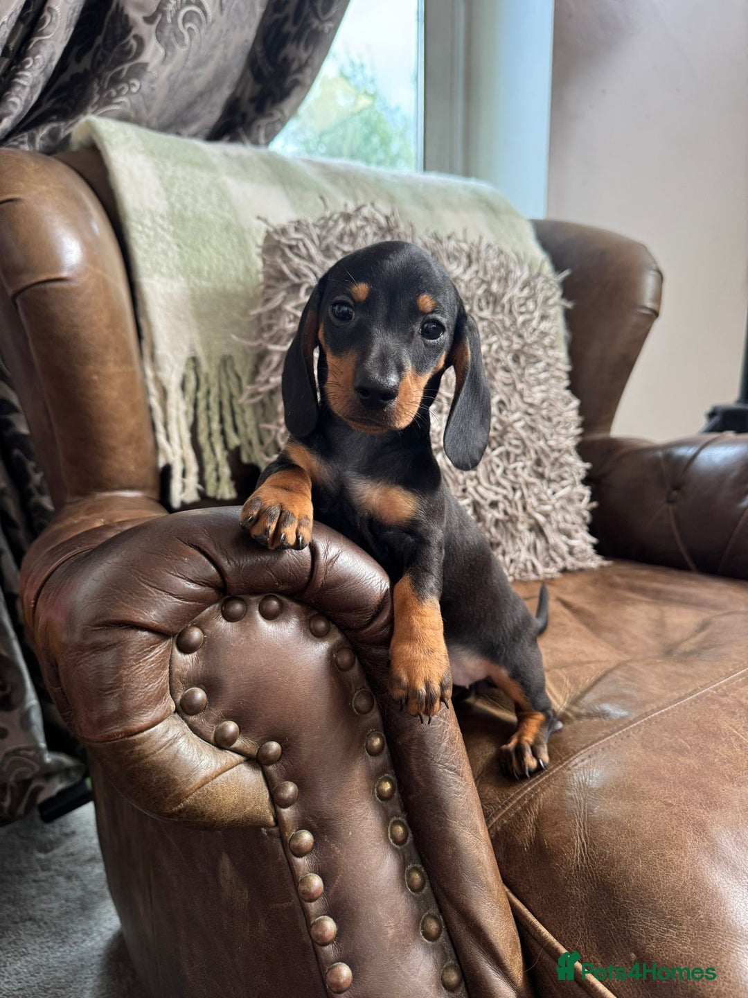 Dachshund dogs for sale: Miniature Dachshund Puppies  - Image 7