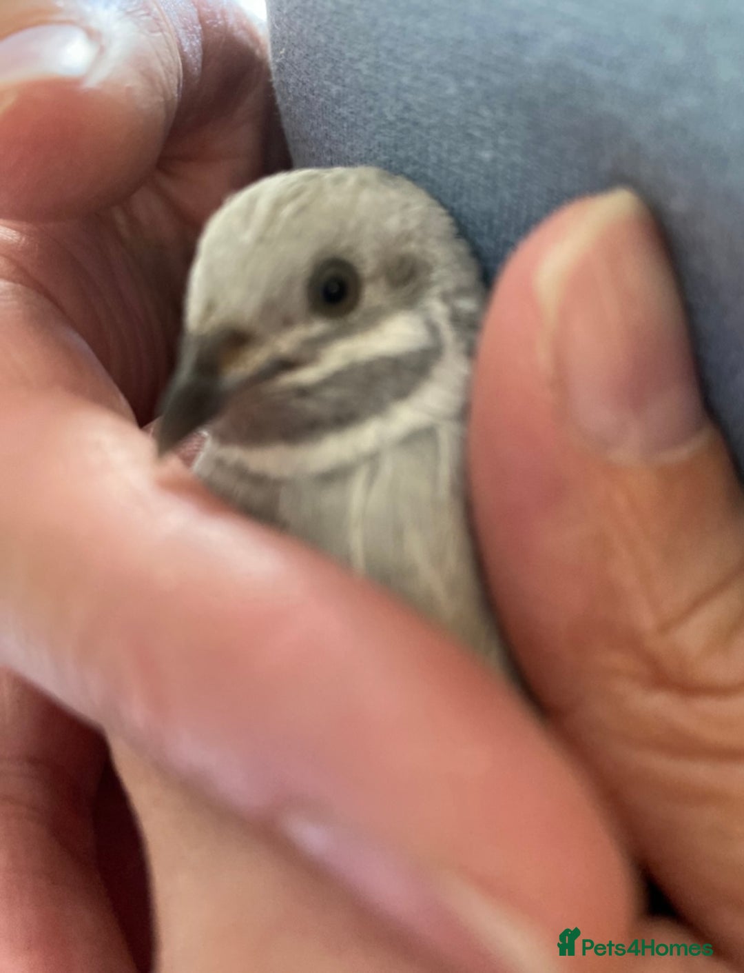 Quail poultry for sale: Beautiful Button Quail Chicks (CPQ, King) - Image 8