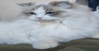 Ragdoll cats - Advert 6