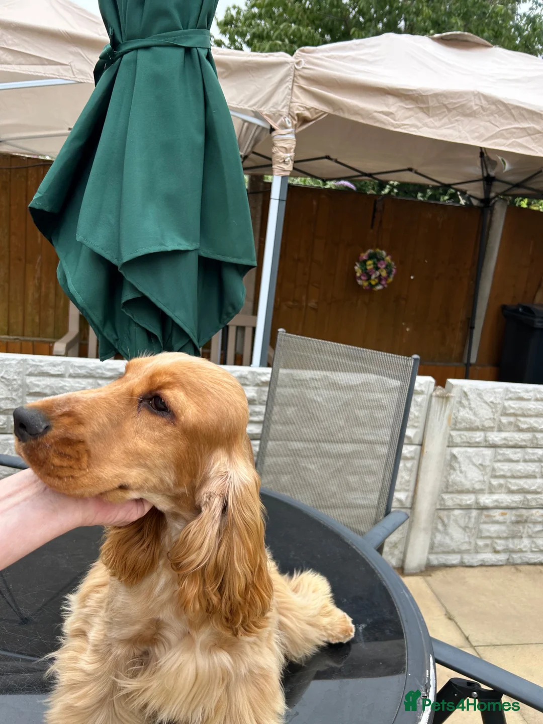 Cocker Spaniel dogs for sale: Gold Cocker Spaniel - Advert 2