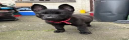 Belgian Shepherd Dog dogs for sale: Dutch shepherd  in Bolton - Advert 7