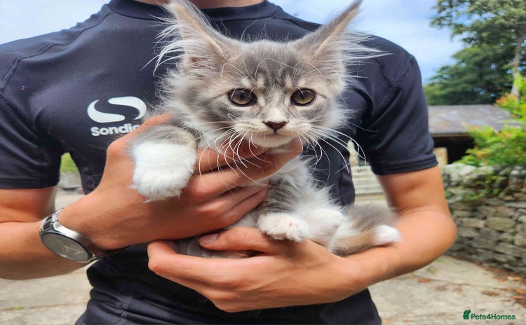 Maine Coon cats - Advert 10