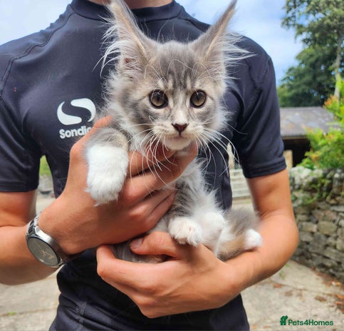 Maine Coon cats - Advert 12