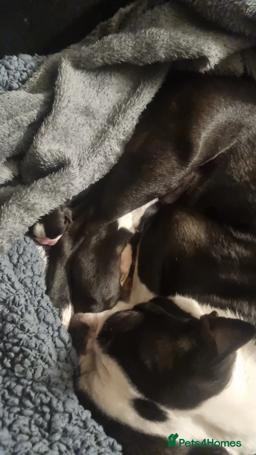 Boston Terrier dogs for sale: 4th Generational Outstanding Pups - Advert 3