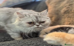 Exotic cats for sale: Gorgeous Golden Exotic Girl - Advert 11