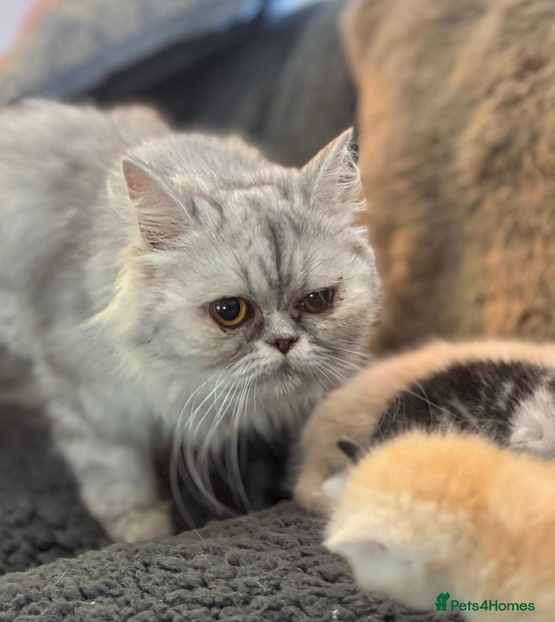 Exotic cats for sale: Gorgeous Golden Exotic Girl - Advert 11