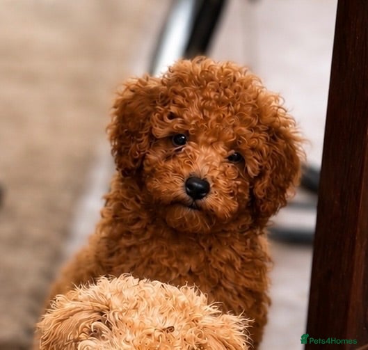 Toy Poodle dogs LAST ONE! Deep Red Toy Poodle Puppy ❤️🐾🐩 - Advert 3