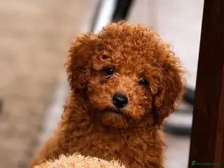 Toy Poodle dogs LAST ONE! Deep Red Toy Poodle Puppy ❤️🐾🐩 - Advert 3