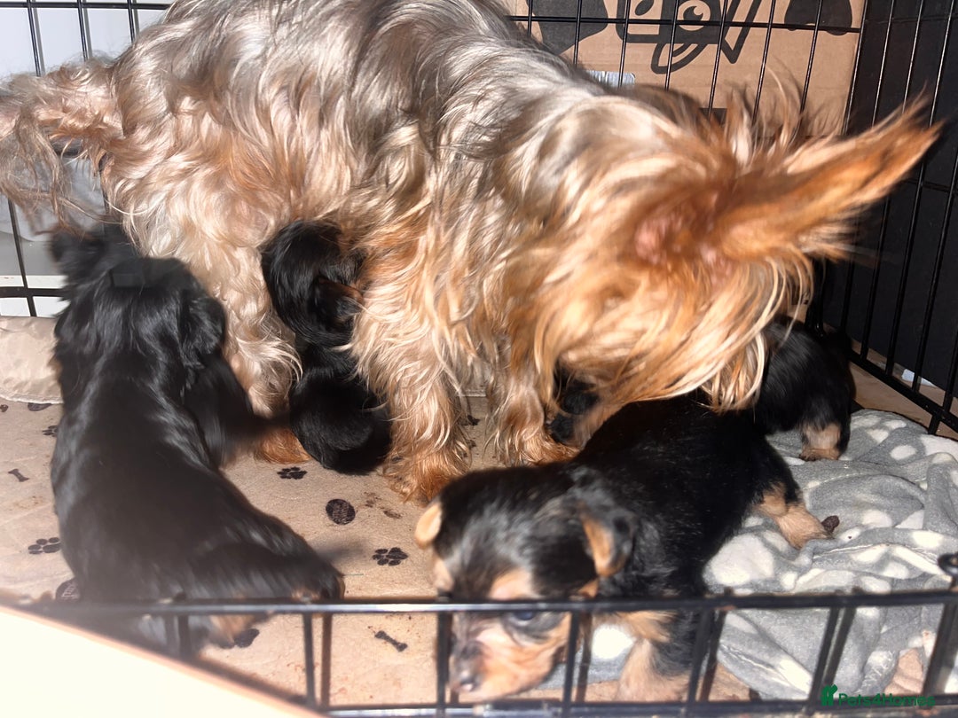 Yorkshire Terrier dogs for sale: 6 Yorkshire terriers for sale  - Image 10