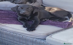 Labrador Retriever dogs for sale: Calm & gentle black 10wk old boy & girl - working - Image 11