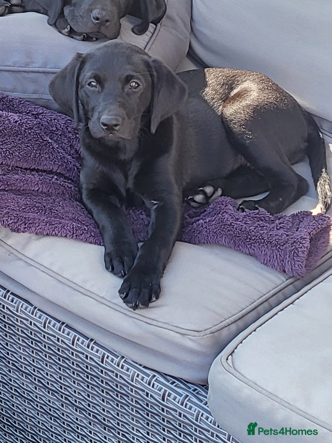 Labrador Retriever dogs for sale: Calm & gentle black 10wk old boy & girl - working - Image 11