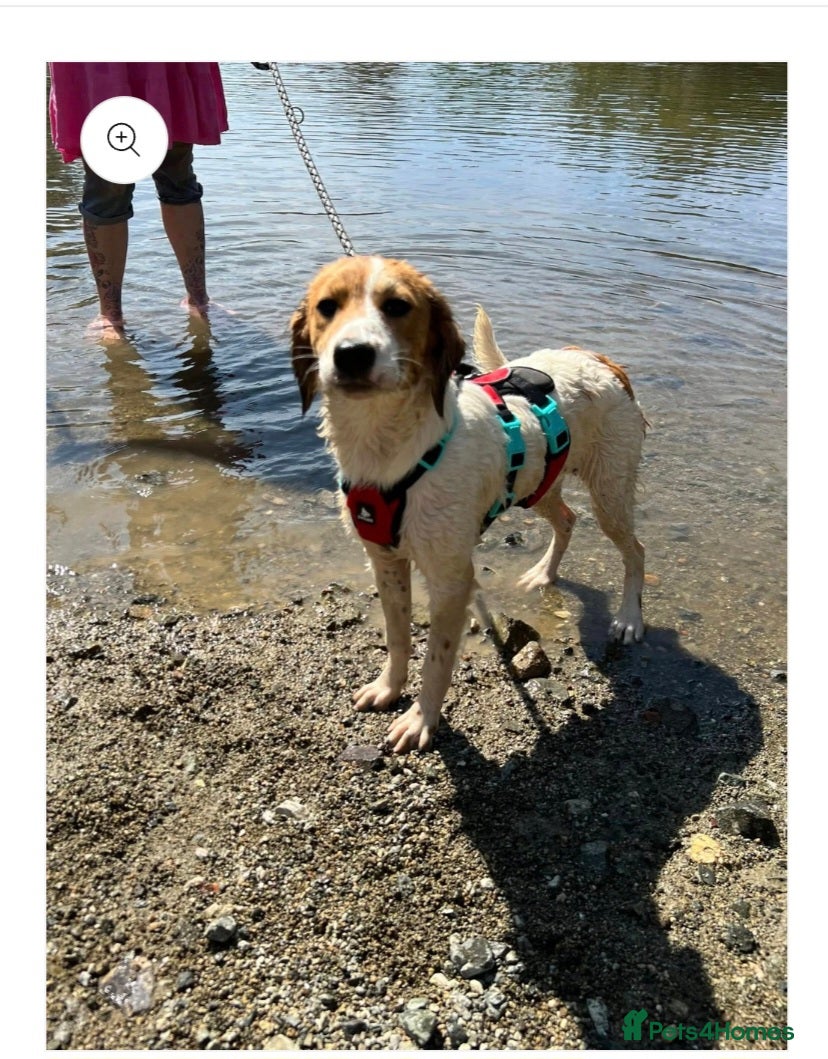 English Setter dogs Rachel - Advert 10