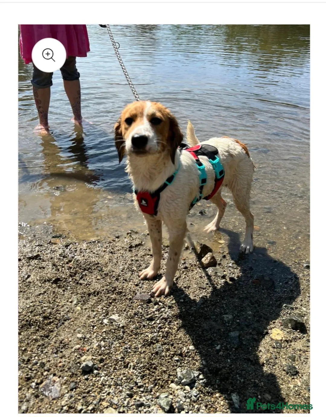 English Setter dogs for adoption: Rachel - Advert 1