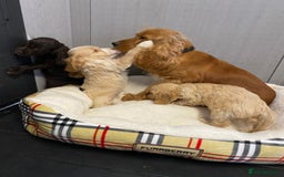 Cockapoo dogs for sale: AMAZING STUNNING F1 SHOW TYPE COCKAPOO  - Image 5