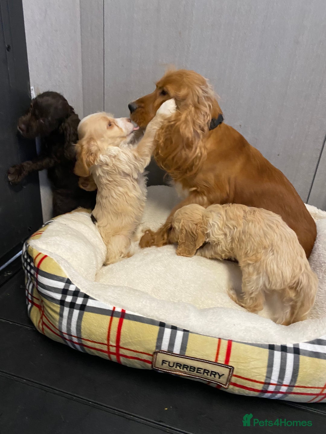 Cockapoo dogs for sale: AMAZING STUNNING F1 SHOW TYPE COCKAPOO  - Image 5