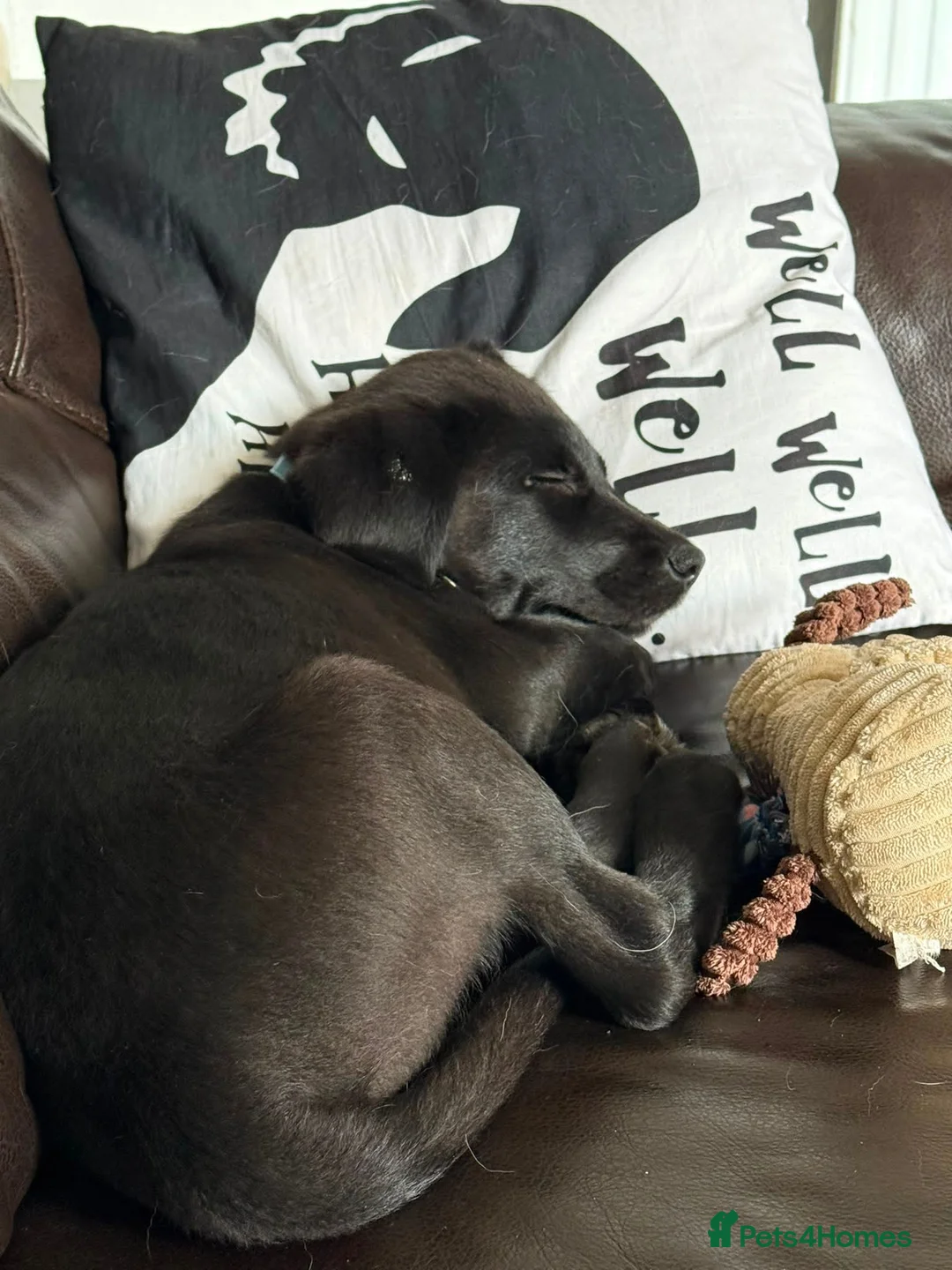 Mixed Breed dogs for sale: 14 week old Malador - Advert 5