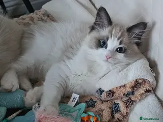 Ragdoll cats Ragdoll Tica Pedigree kittens - Advert 10