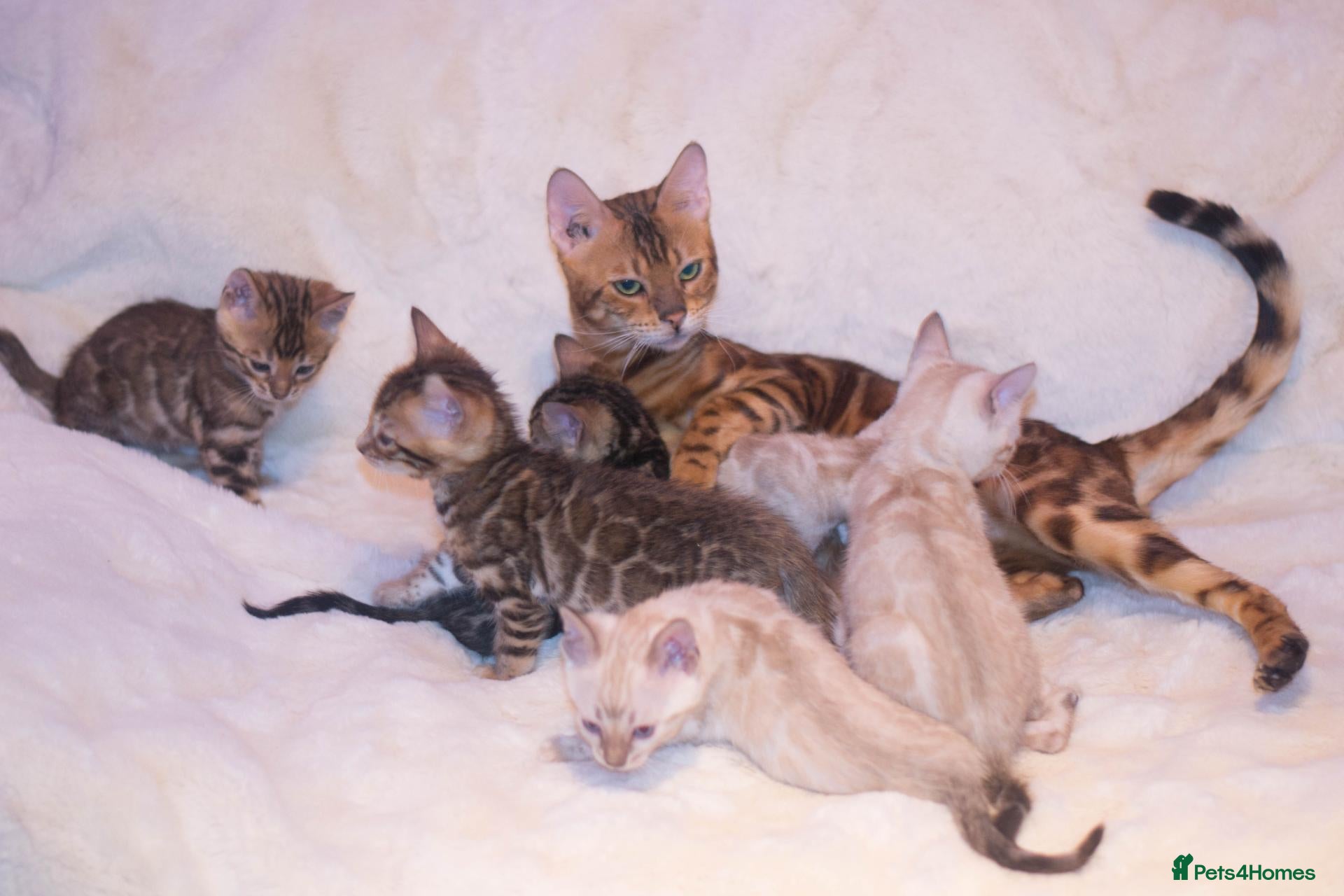 Bengal cats for sale: Last Snow Lynx Bengal Girl - TICA Registered - Advert 23