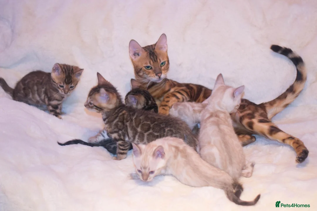 Bengal cats for sale: Stunning TICA Registered Bengal Kittens - Advert 2