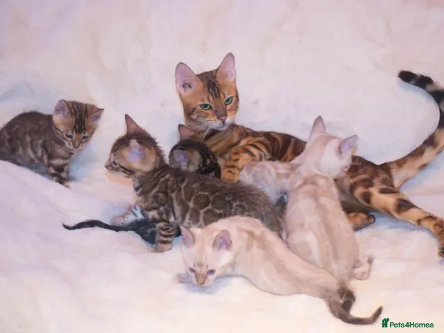 Bengal cats for sale: Last Snow Lynx Bengal Girl - TICA Registered - Advert 23