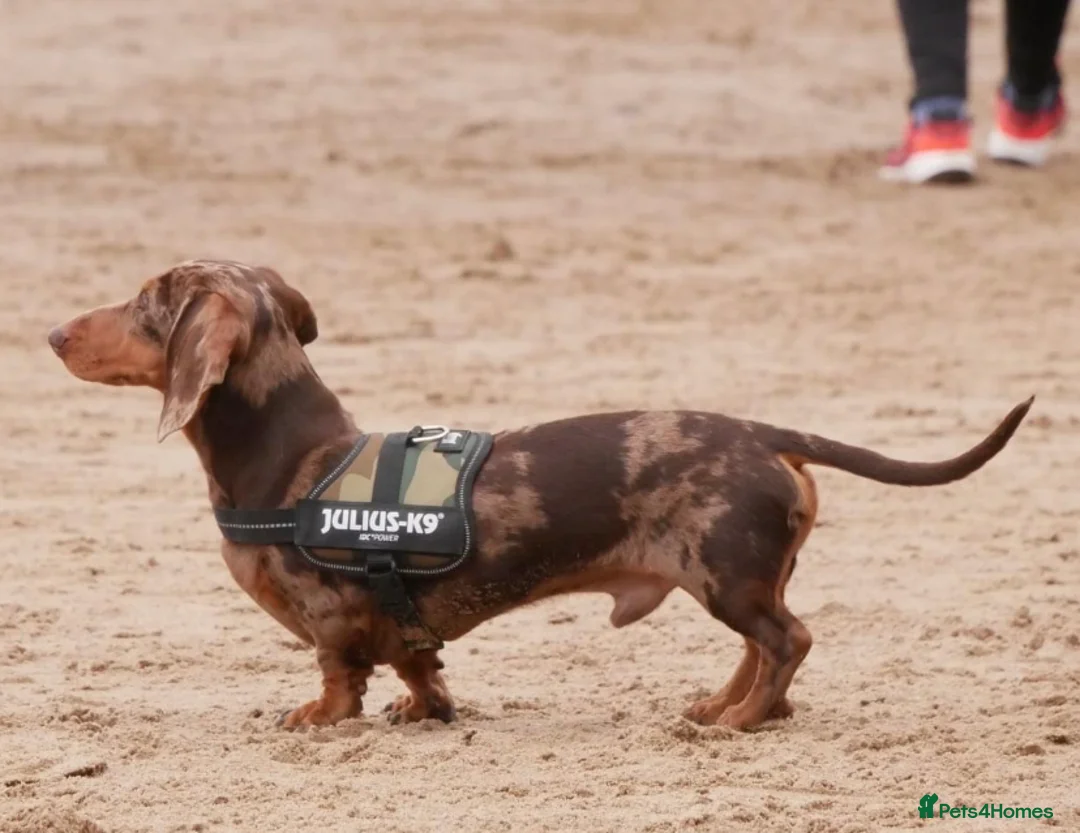 Miniature Dachshund dogs for stud: Richmond the sausage -KC Reg-DNA tested,Proven in Pentre - Advert 9