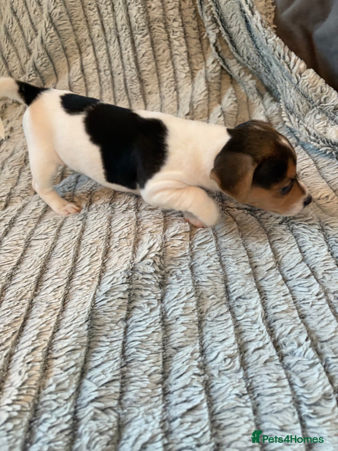 Jack Russell dogs for sale: Jack Russell puppies for sale - Advert 15