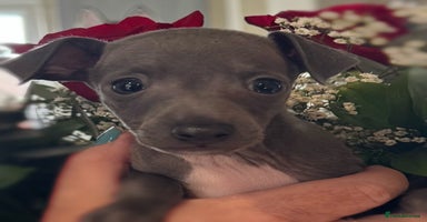Italian Greyhound dogs - Advert 2