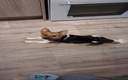 Mixed Breed dogs for sale: Male pup  - Image 1