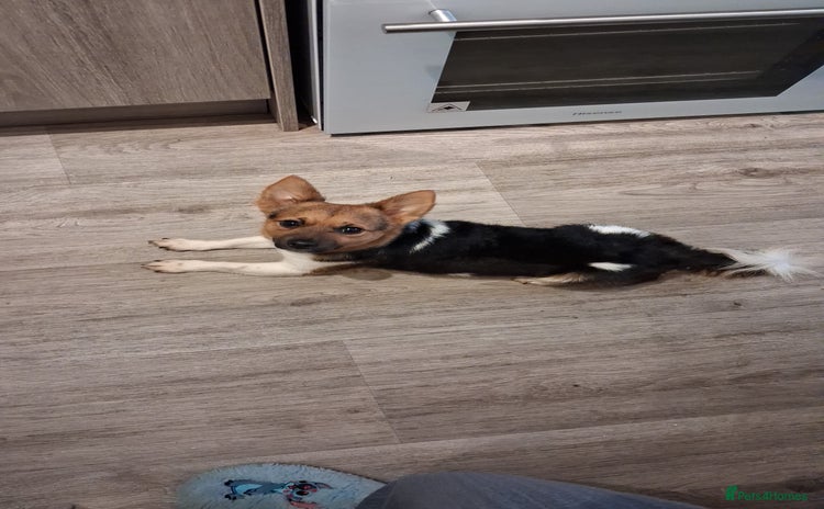 Mixed Breed dogs - Advert 3