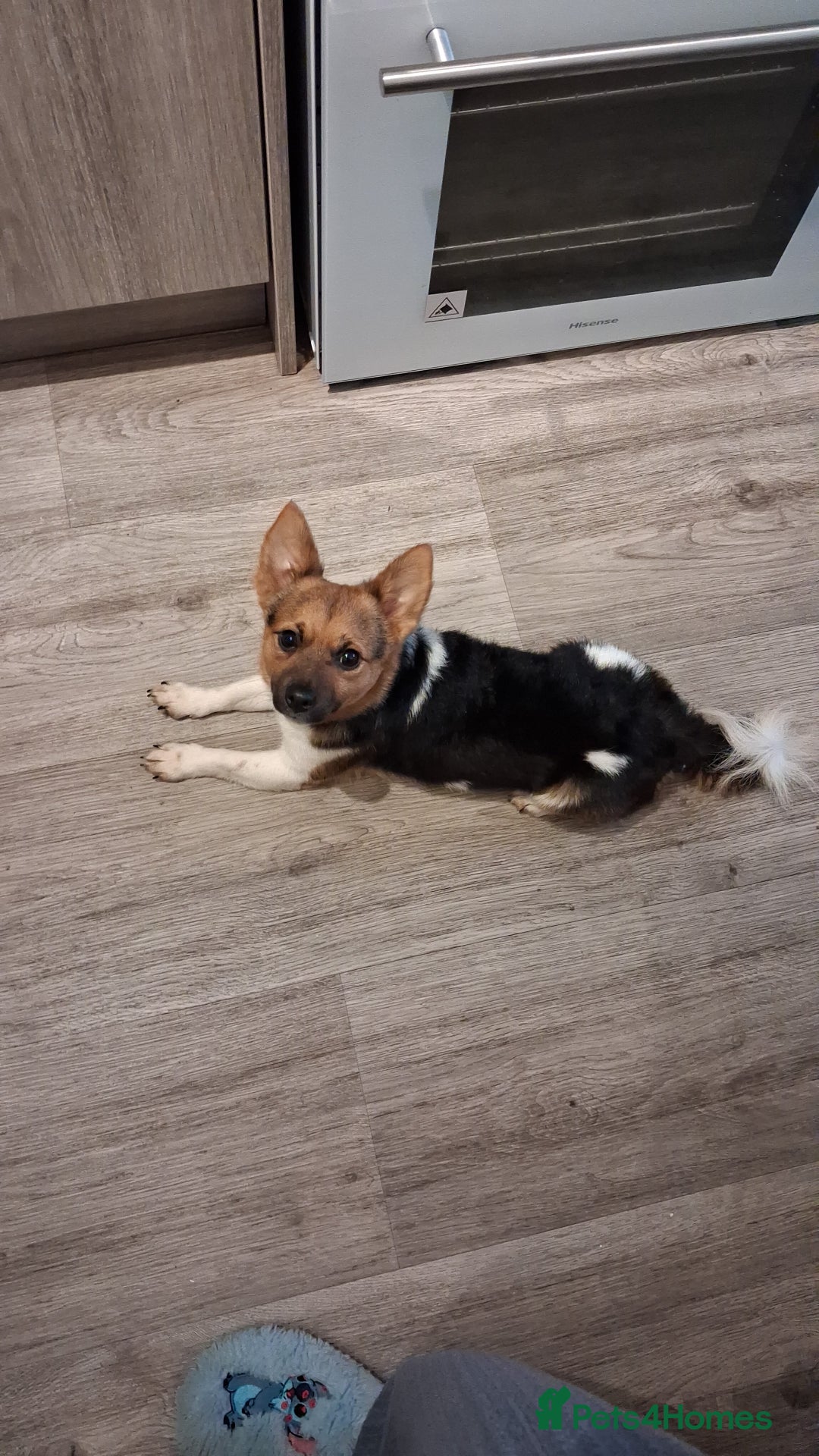 Mixed Breed dogs for sale: Male pup  - Image 1