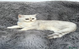 British Shorthair cats for sale: Champions Bloodlines  British and Scottish cats  in Feltham - Image 14