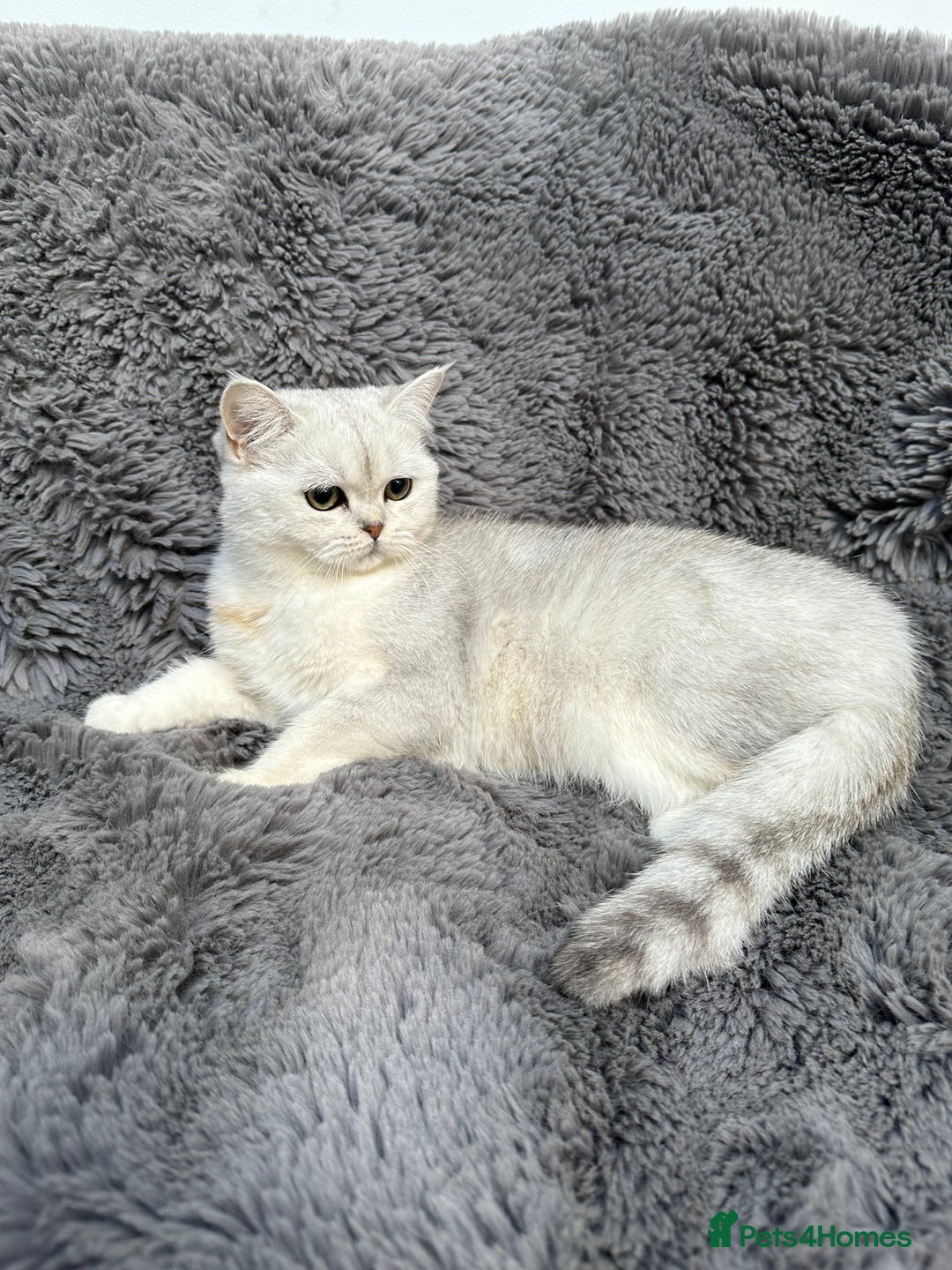 British Shorthair cats for sale: Champions Bloodlines  British and Scottish cats  in Feltham - Image 14
