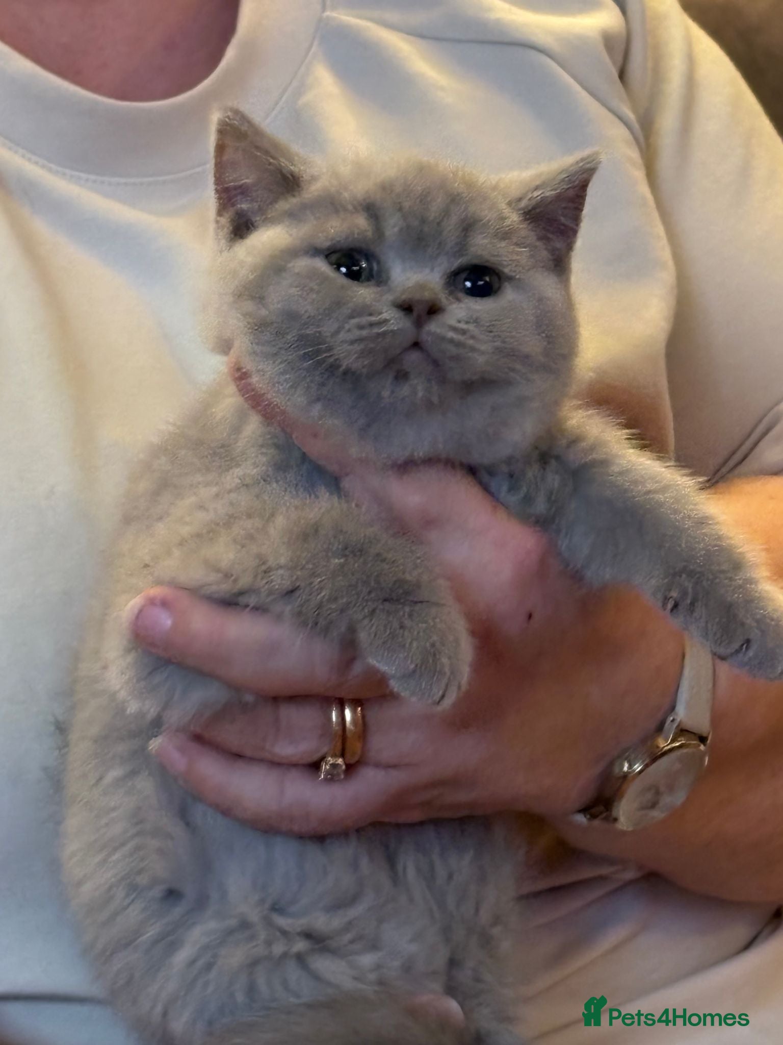 British Shorthair cats Five beautiful BSH  babies available mid Septemebr - Advert 1