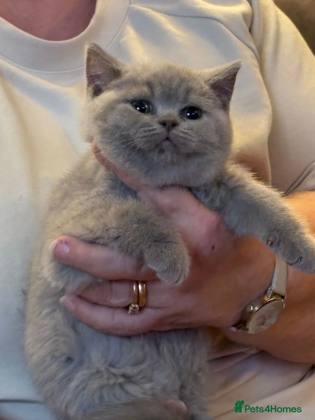 British Shorthair cats for sale: Five beautiful BSH  babies available mid Septemebr - Advert 1