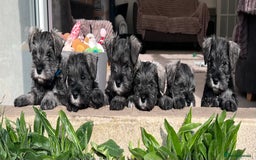 Miniature Schnauzer dogs for stud: 5th gen kc registered miniature schnauzer stud in Doncaster - Image 3
