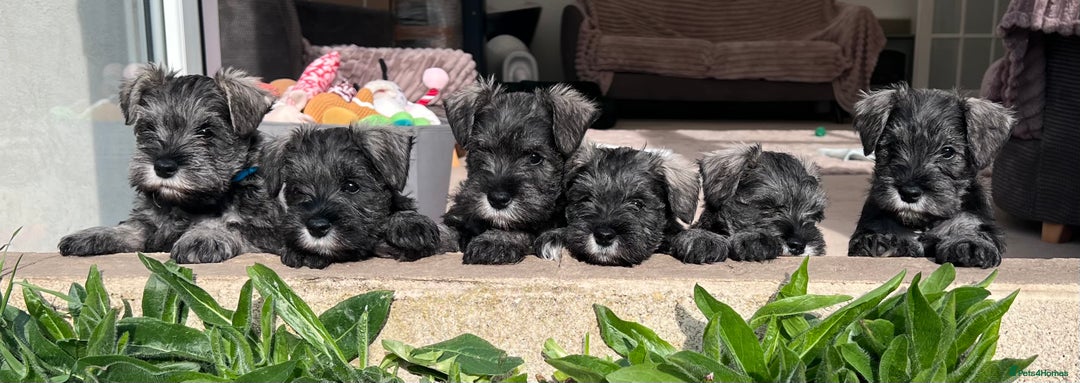 Miniature Schnauzer dogs for stud: 5th gen kc registered miniature schnauzer stud in Doncaster - Image 3