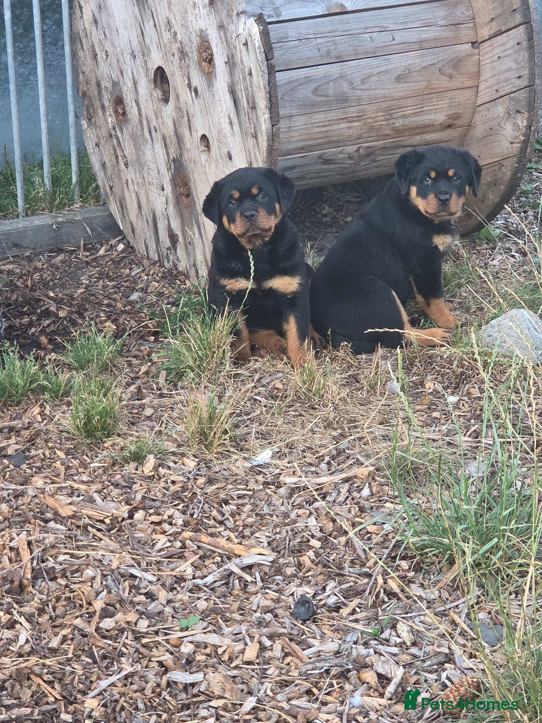 Rottweiler dogs for sale: Top quality Rottweiler pups - Image 3